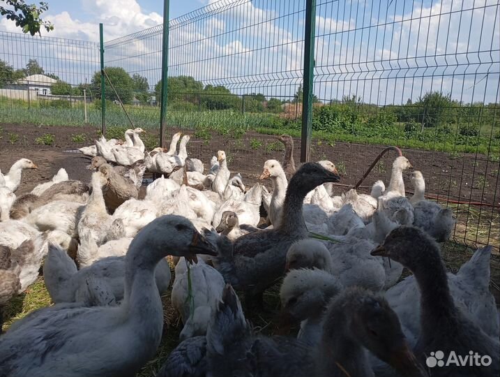 Гусята подрощенные