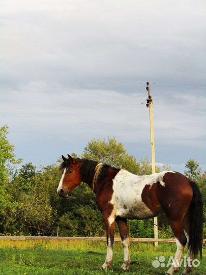 Пегая кобылка