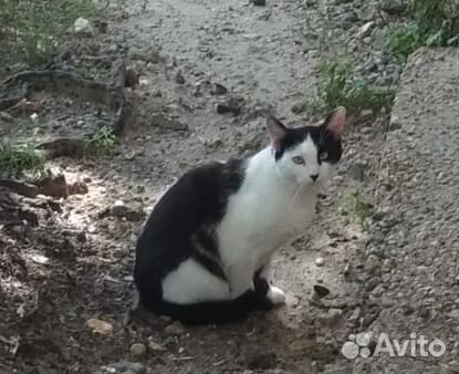 Спасти котика с улицы