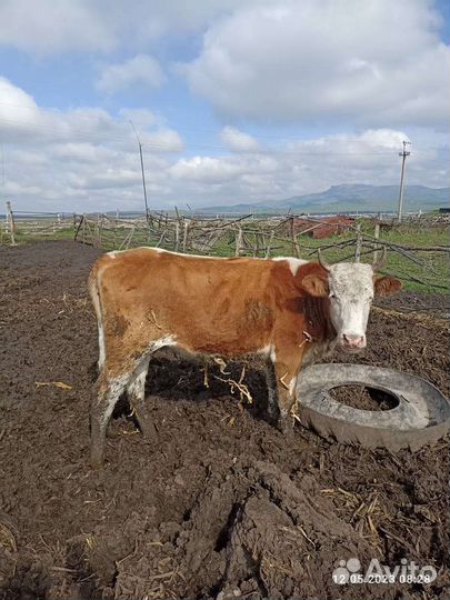 Бычки коровы тёлочки на откорме