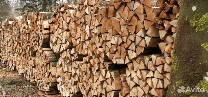 Дрова Береза