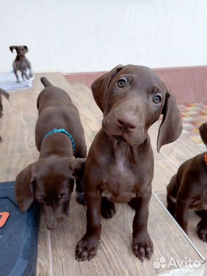 Немецкий курцхаар