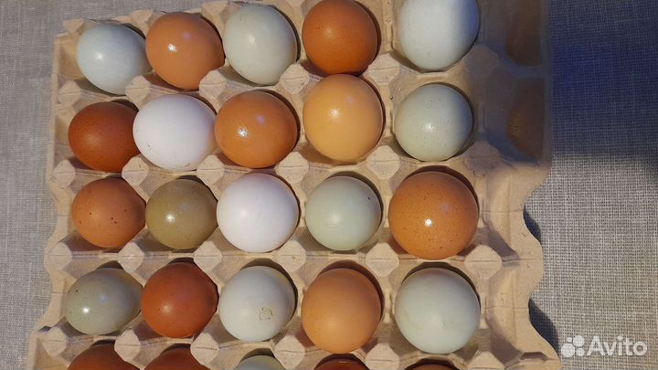 Инкубационное Яйцо