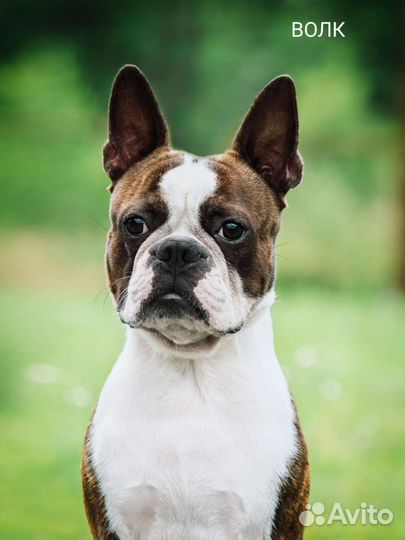 Бостон терьер вязка