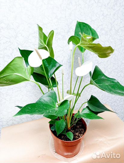Антуриум белый и розовый.домашние кусты