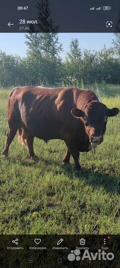 Продам быка