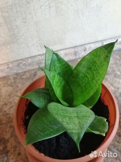 Сансевиерия ханни