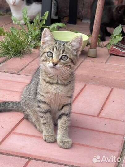 Котенок в добрые руки