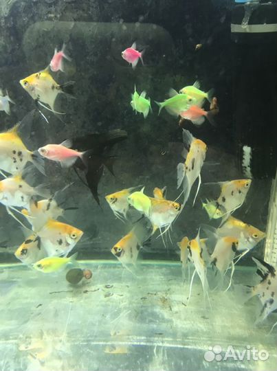 Микрорасбора