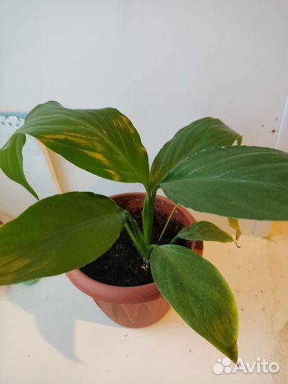 Спатифиллум