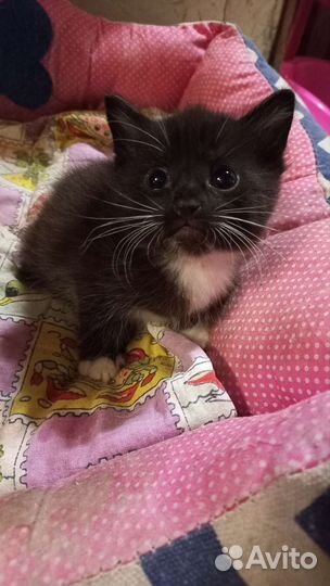 Кошки