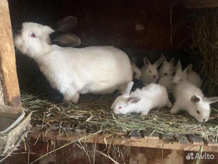 Кролики калифорнийские
