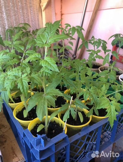 Рассада сладкого перца и помидор