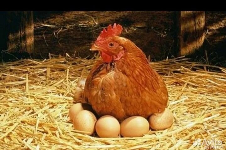 Яйца куриные всегда свежие