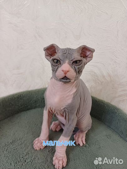 Кошки сфинкс