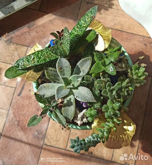 Композиция с суккулентами