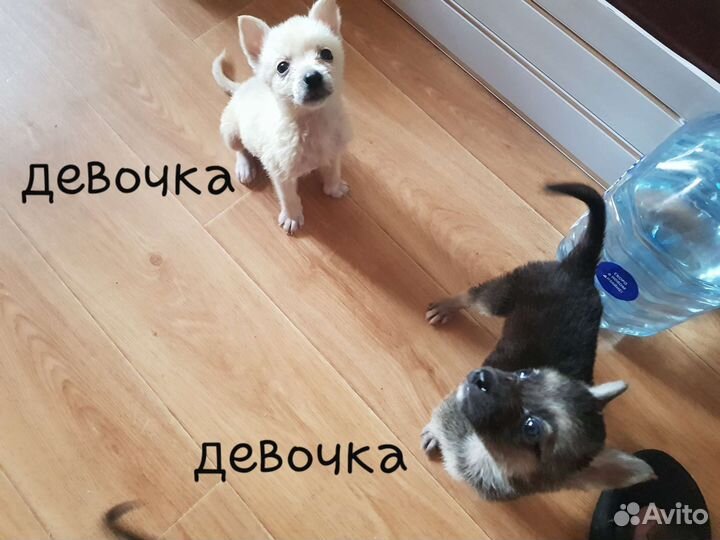 Щенки в добрые руки