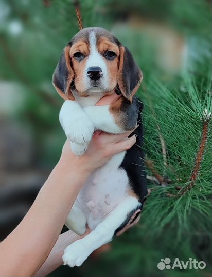 Щенки бигль