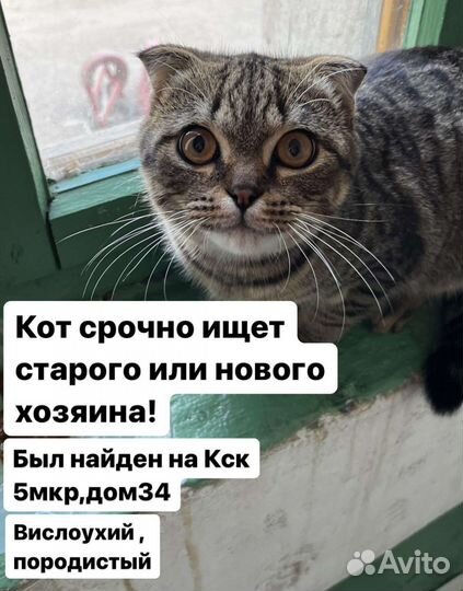 Шотландский вислоухий кот