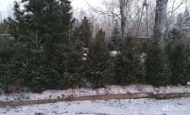 Саженцы сибирской ели экстра класс