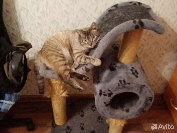 Кошка в дар бесплатно с когтеточкой