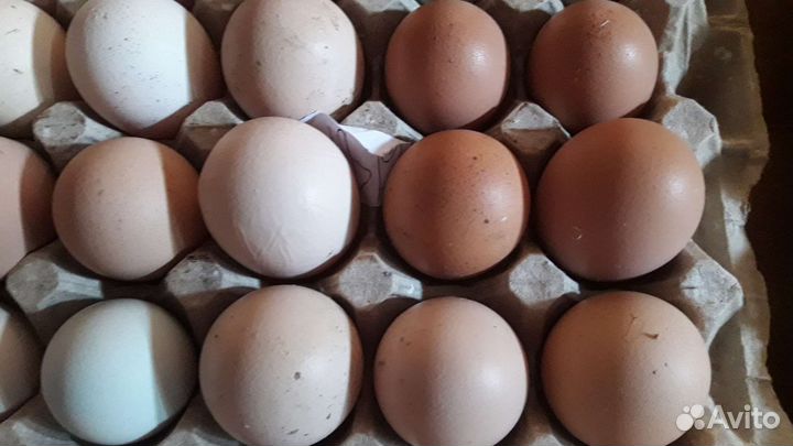 Домашние, пищевые яйца от породистых кур
