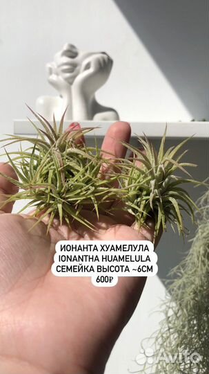 Растения без грунта,воздушные растения,тилландсии