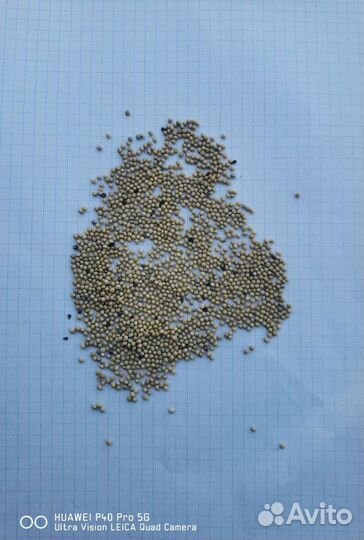 Горчица белая рс 1