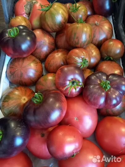 Томаты, помидоры