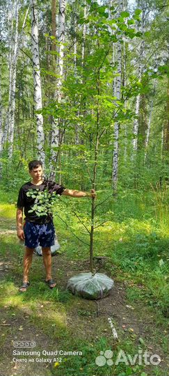 Липа мелколистная