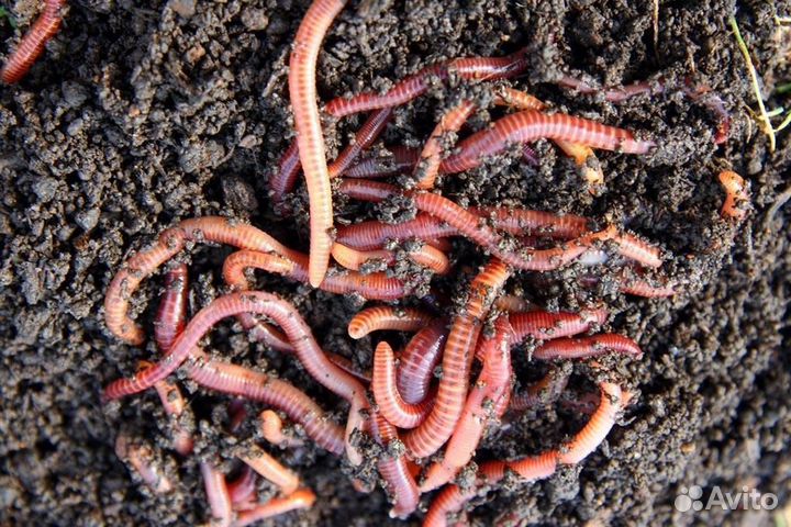 Дождевые черви 