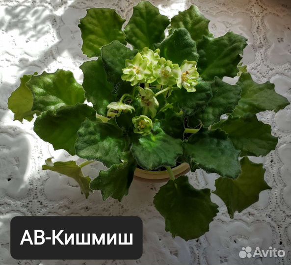 Фиалки почтой