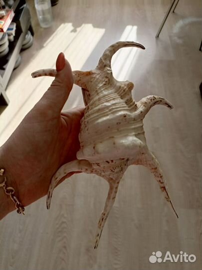 Ракушка морская большая