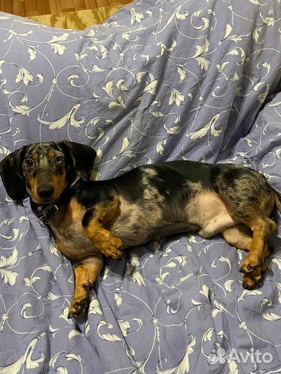 Вязка такса