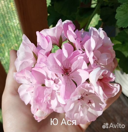 Пеларгония герань срезы