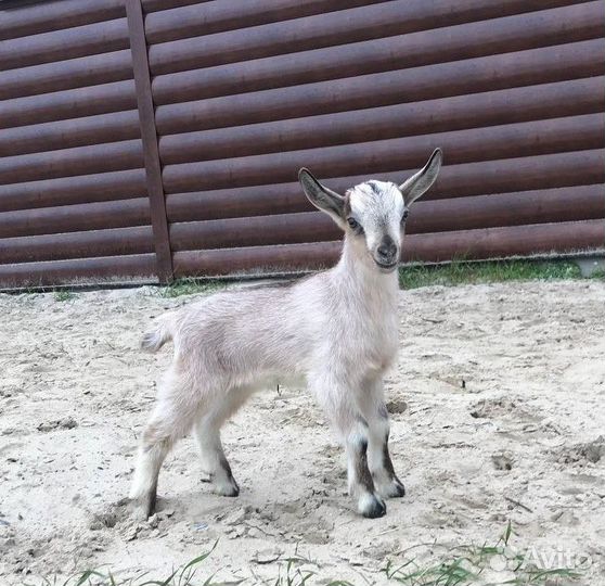 Альпийский козлик