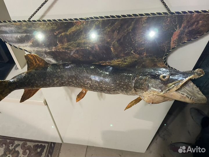 Чучело из щуки