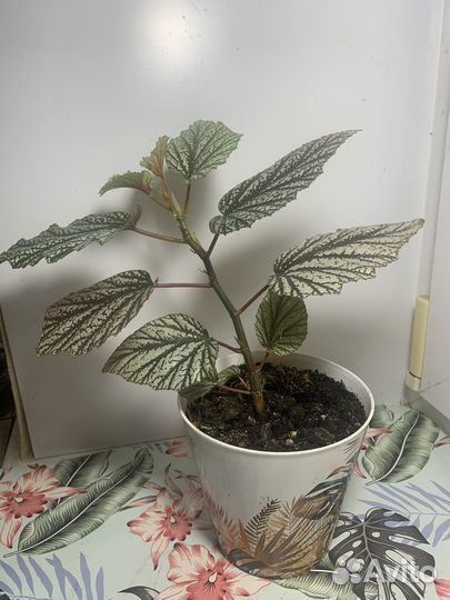 Комнатные растения