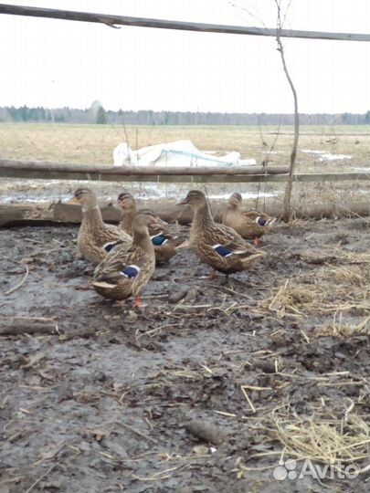 Подсадная утка