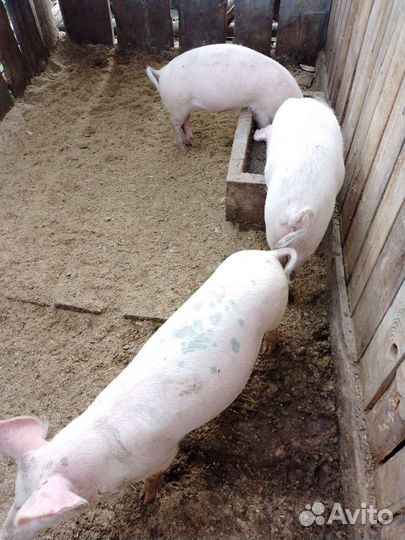 Матки на племя