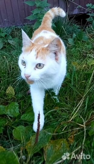 Кошечка в добрые руки