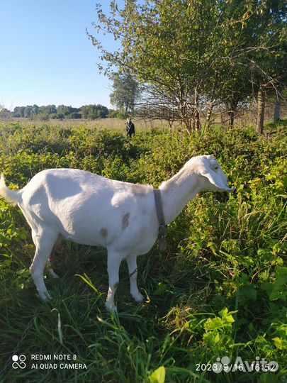 Нубийский козлик