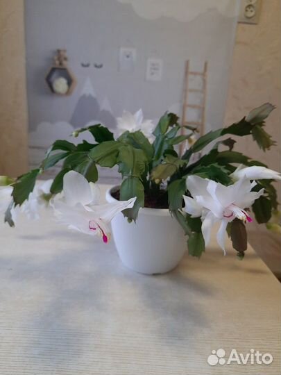 Укорененные отростки Шлюмбергера (декабристы)