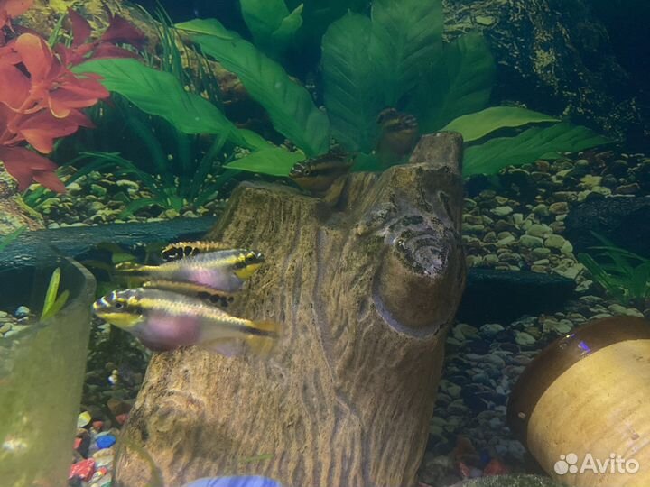 Меченосцы,элоу,попугайчики(пульхер)