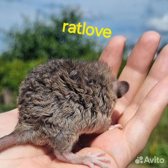 Крысята дамбо рекс