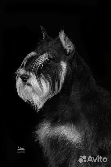 Цвергшнауцер вязка