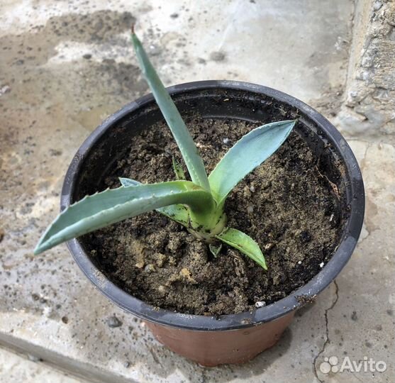 Агава голубая