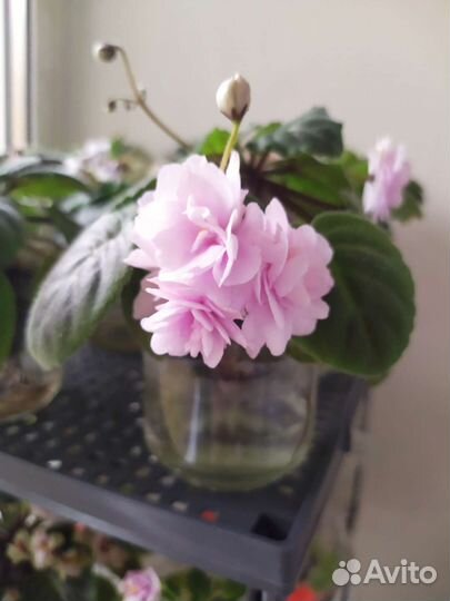 Фиалка мини DS жасмин