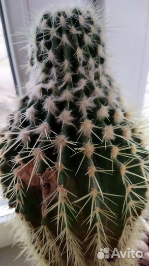 Большой кактус