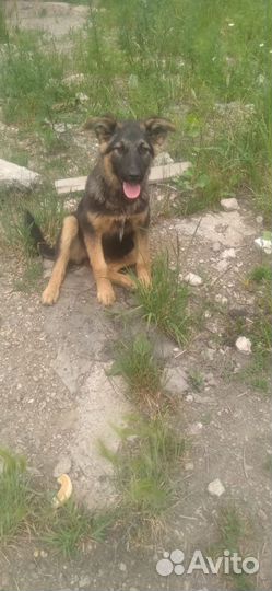 Щенок Юта в хорошую семью бесплатно